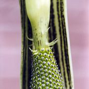 Image of Arisaema consanguineum  (L.) Schott.