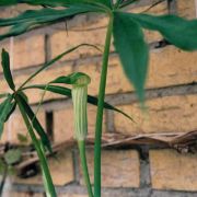 Image of Arisaema consanguineum  (L.) Schott.