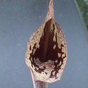 Image of Arisaema cordatum  N.E. Brown.