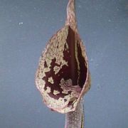 Image of Arisaema cordatum  N.E. Brown.