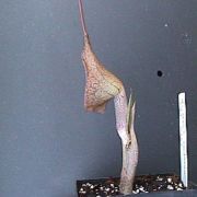 Image of Arisaema cordatum  N.E. Brown.