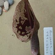 Image of Arisaema cordatum  N.E. Brown.