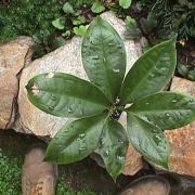 Image of Arisaema cordatum  N.E. Brown.