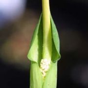Image of Arisaema dracontium  (L.) Schott.