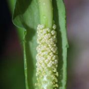 Image of Arisaema dracontium  (L.) Schott.