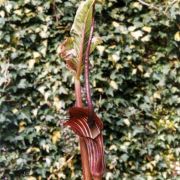 Image of Arisaema elephas  Buchet.