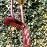 Image of Arisaema elephas  Buchet.