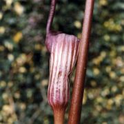 Image of Arisaema elephas  Buchet.