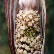 Image of Arisaema elephas  Buchet.