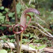 Image of Arisaema elephas  Buchet.