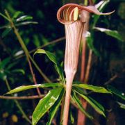 Image of Arisaema erubescens  (Wall.) Schott.