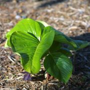 Image of Arisaema fargesii  Buchet.