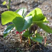 Image of Arisaema fargesii  Buchet.