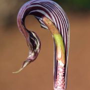 Image of Arisaema fargesii  Buchet.