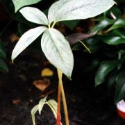 Image of Arisaema filiforme  Blume Thwaites.