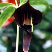 Image of Arisaema filiforme  Blume Thwaites.