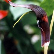 Image of Arisaema filiforme  Blume Thwaites.