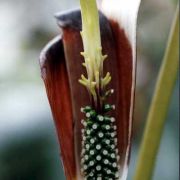 Image of Arisaema filiforme  Blume Thwaites.