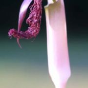 Image of Arisaema fimbriatum var. bakerianum Masters.