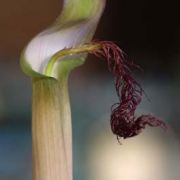 Image of Arisaema fimbriatum var. bakerianum Masters.