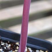 Image of Arisaema fimbriatum var. bakerianum Masters.