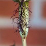 Image of Arisaema fimbriatum var. bakerianum Masters.