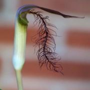 Image of Arisaema fimbriatum var. bakerianum Masters.