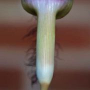 Image of Arisaema fimbriatum var. bakerianum Masters.