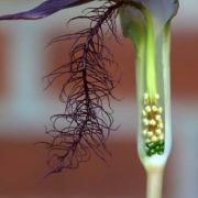 Image of Arisaema fimbriatum var. bakerianum Masters.