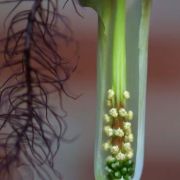 Image of Arisaema fimbriatum var. bakerianum Masters.