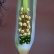 Image of Arisaema fimbriatum var. bakerianum Masters.