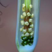 Image of Arisaema fimbriatum var. bakerianum Masters.