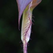 Image of Arisaema fimbriatum  Masters.