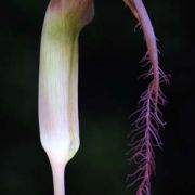 Image of Arisaema fimbriatum  Masters.