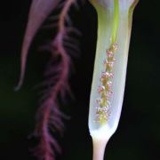 Image of Arisaema fimbriatum  Masters.