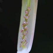 Image of Arisaema fimbriatum  Masters.