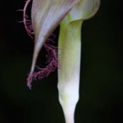 Image of Arisaema fimbriatum  Masters.