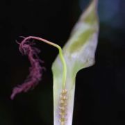 Image of Arisaema fimbriatum  Masters.