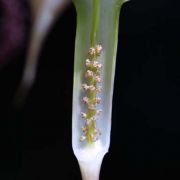 Image of Arisaema fimbriatum  Masters.