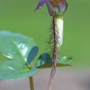 Image of Arisaema fimbriatum var. bakerianum Masters.