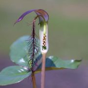 Image of Arisaema fimbriatum var. bakerianum Masters.