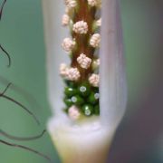 Image of Arisaema fimbriatum var. bakerianum Masters.