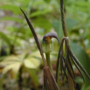 Image of Arisaema flavum  Schott.