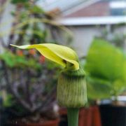 Image of Arisaema flavum  Schott.