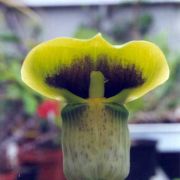 Image of Arisaema flavum  Schott.