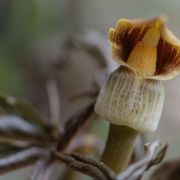 Image of Arisaema flavum  Schott.