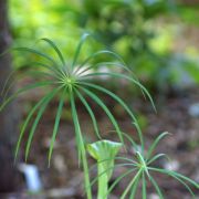 Image of Arisaema formosanum  (Hayata) Hayata.