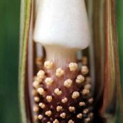 Image of Arisaema galeatum  N.E. Brown.