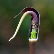 Image of Arisaema ghaticum  Punekar & Kumaran.