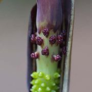 Image of Arisaema ghaticum  Punekar & Kumaran.